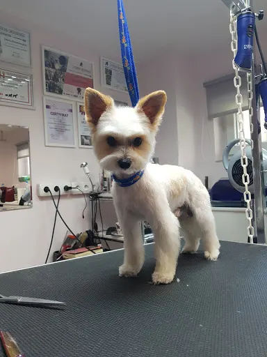 Salon dla psów LilaArt